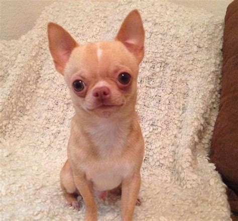 Hes got the sweetest personality and is already putty trained on wee wee pads. . Applehead chihuahuas for sale